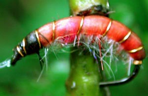 Carrot Shrimp
